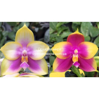 Орхидея Phal. Yang Yang Pink Lady x Hawaii Dragon Girl - купить